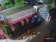 Python caught on camera slithering into home as pet dog sleeps in Antipolo