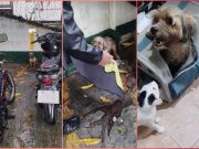 Runaway dog near NAIA rescued by passerby and reunited with owner after days on the loose