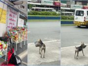 ‘So adorable’: Stray dog tip-toes away while stealing teddy from Cavite shop