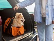 ‘Walang iwanan’: What to pack in your pet’s ‘Go Bag’ for emergencies