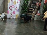 Playful moment: Cat stays ice-cool as dog barks furiously in its face in Cagayan Valley