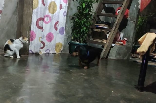 cat-daschund