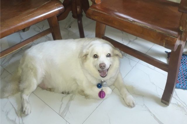 coco-de-lima