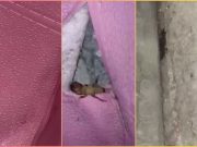 Viral: Man discovers live cricket crawling behind wallpaper in Manila room