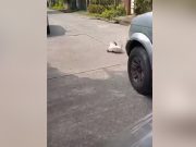‘Di man lang hinintuan’: Cat owner loses pet after driver fails to brake in residential area