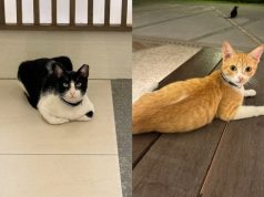 Missing Cats of Satori: Voluntary group files complaint with Pasig barangay