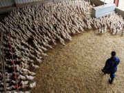 Bird flu virus could risk pandemic worse than COVID if it mutates, France’s Institut Pasteur says