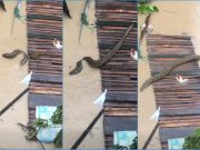 Viral: Huge python spotted swimming in floodwaters in Cebu amid Typhoon ‘Tino’