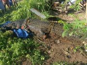Residents in Palawan help capture 14.7-foot crocodile