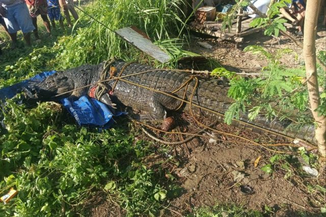 CROCODILE-PALAWAN
