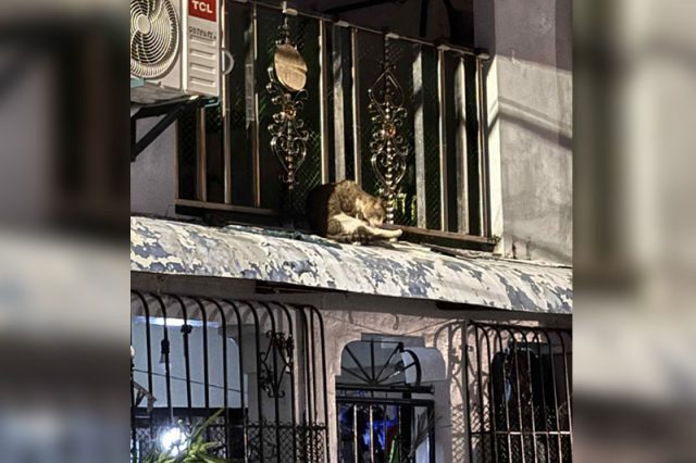 Cat_roof
