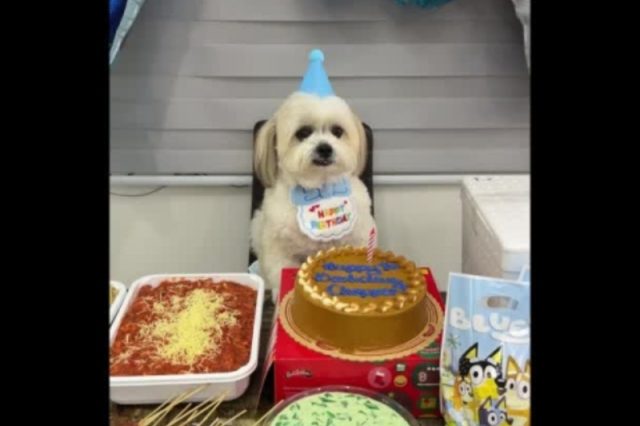 dog-bataan-birthday