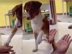 Bacoor dog hilariously becomes ‘odd one out’ during ‘Maiba Taya’