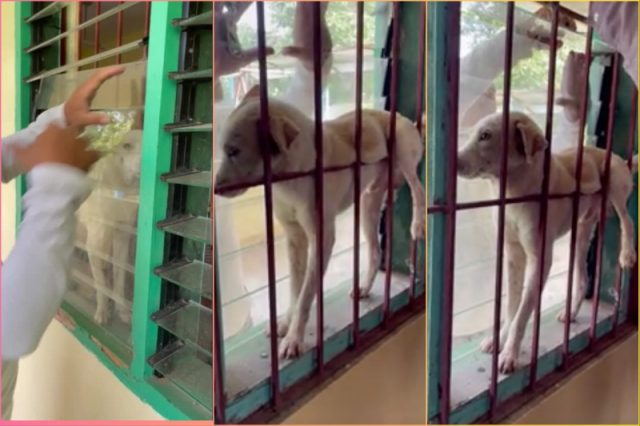 dog-rescue