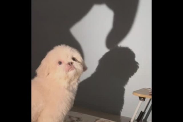 dog-shadow