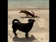 Watch: Dog plays a crawling prank in Guimaras Island