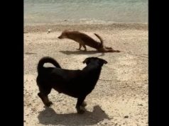 Watch: Dog plays a crawling prank in Guimaras Island