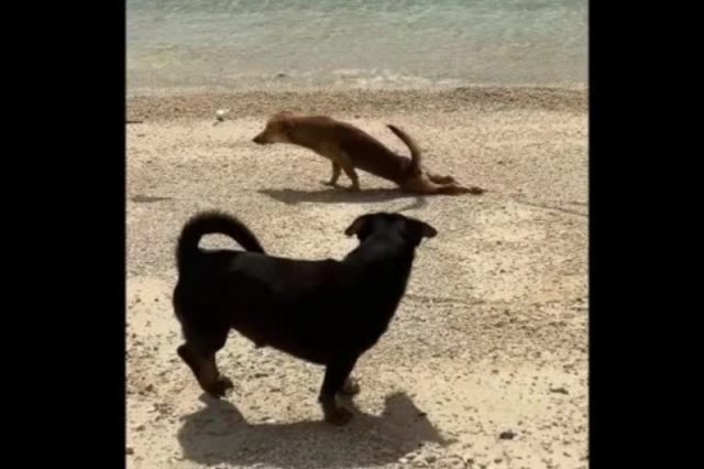 dogs-crawling-prank