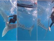 Watch: Irritated butanding slaps snorkeller with its tail in Cebu