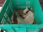 Rescued from Bilibid: Animal groups seek help for cats amid abuse claims