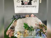 Shelter dog in Dumaguete dies after New Year’s Eve fireworks scare