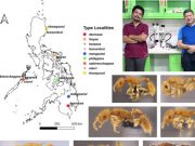 National Museum scientists discover 6 new ant species in the Philippines