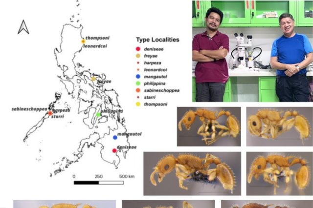 ant-species