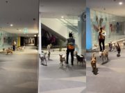 Viral: Mall security guard followed by stray dogs