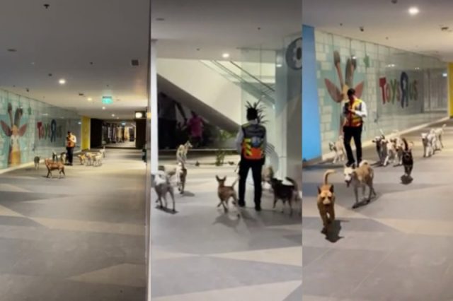 dog-guards-2026