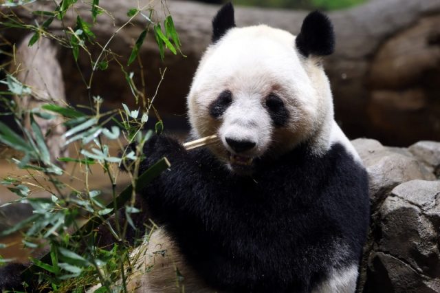 panda