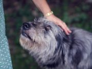 Is your dog or cat getting old? These simple gestures could help them live longer and happier lives
