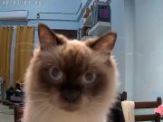 ‘Curious boy’: Pet cat amuses owners as it plays with CCTV camera while they are away