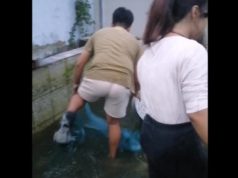 Tilapia on the loose! Fish makes daring escape from bucket in Oriental Mindoro