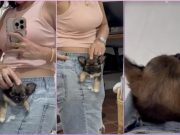 TikTok clip of tiny ‘pocket puppy’ refusing to leave mom’s side charms viewers