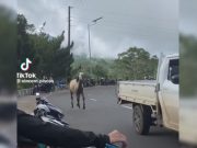 Viral horse-dragging video in Misamis Oriental draws condemnation