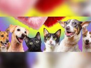 PAWS invites public to go on Valentine’s ‘dates’ with shelter cats and dogs