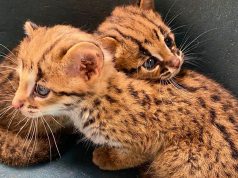Proper care urged after rescue of endangered Palawan leopard kittens