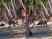 Video of pig surprising foreign beachgoers in Palawan goes viral again