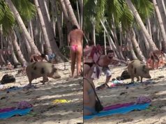 Video of pig surprising foreign beachgoers in Palawan goes viral again