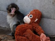 A viral monkey, his plushie, and a 70-year-old experiment: what Punch tells us about attachment theory