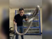 Veterinary student killed by cobra he rescued