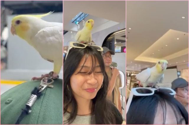 cockatiel