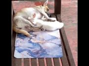‘Beautiful moment’: Mother dog breastfeeds to stray kitten adopted as her child