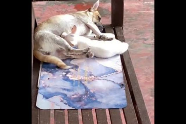mother-dog