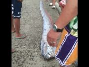 Oarfish sparks earthquake fears as it washes ashore in Quezon