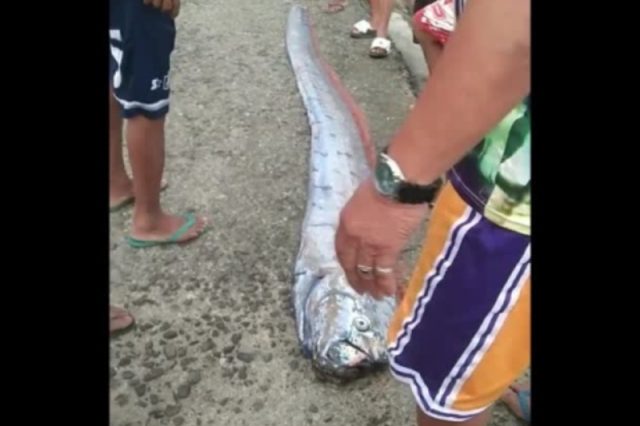 oarfish