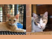 ’What being overlooked looks like’: Animal welfare group says 70 shelter cats remain unadopted