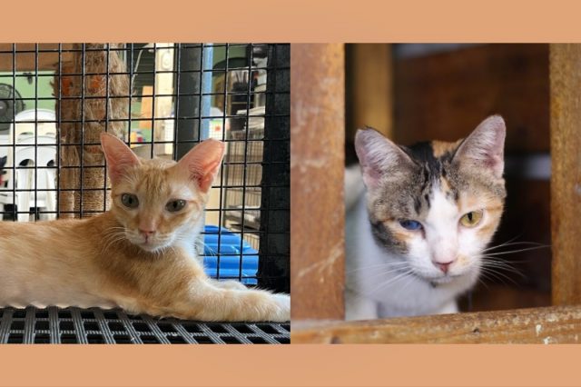 Cats_CARA Welfare
