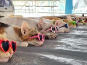 ‘Sunbathing’ cats at Marikina spay event delight Pinoys