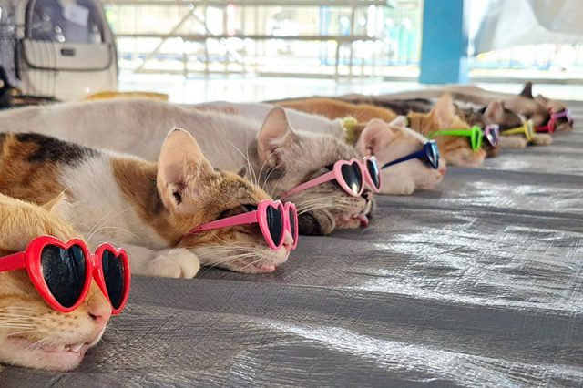 Cats_Pet Fix Project